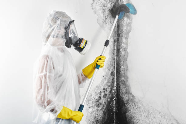 Bedford, VA Mold Removal Company